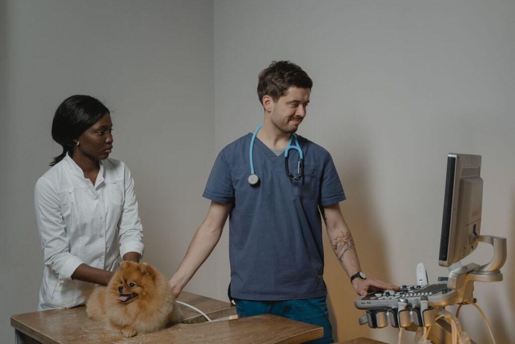 Pet Insurance Explained: What to Look For